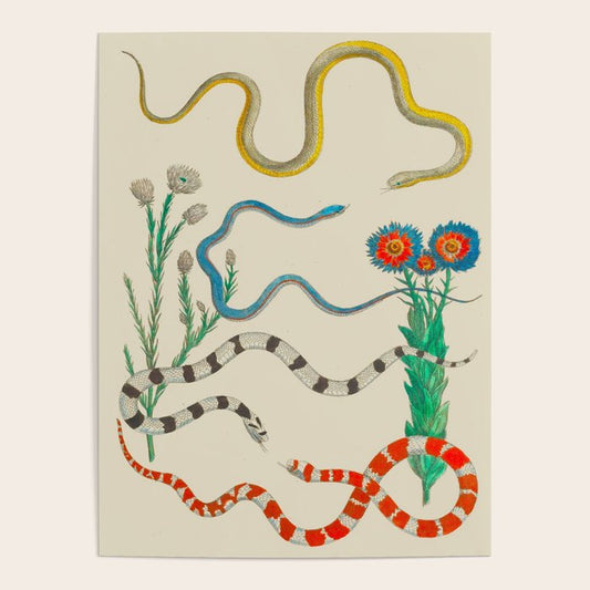 Locupletissimi rerum naturalium - vol. 2 - Albertus Seba Colorful Snake Floral Arrangement Poster Gallery Image 2