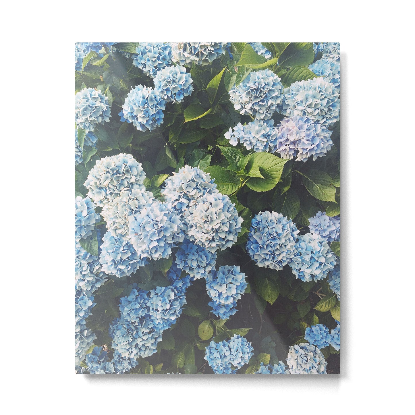 Blue Hydrangea Metal Print Gallery Image 3