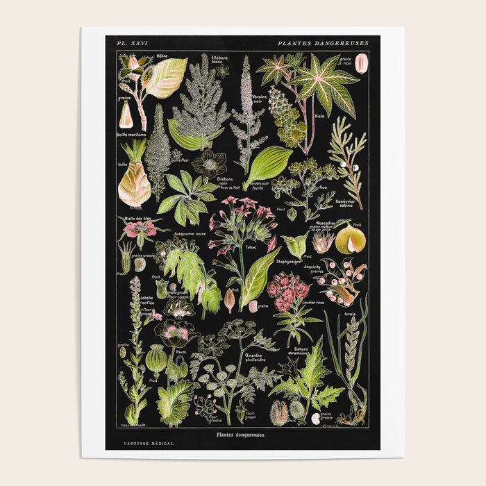 Adolphe Millot - Plantes dangereuses A (dangerous plants A) Poster Gallery Image 3