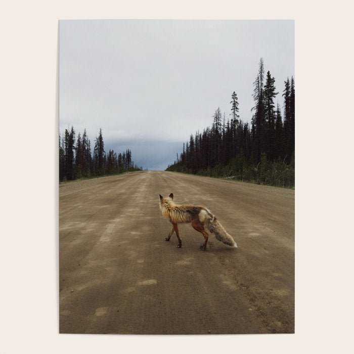 Road Fox Poster Gallery Image 3