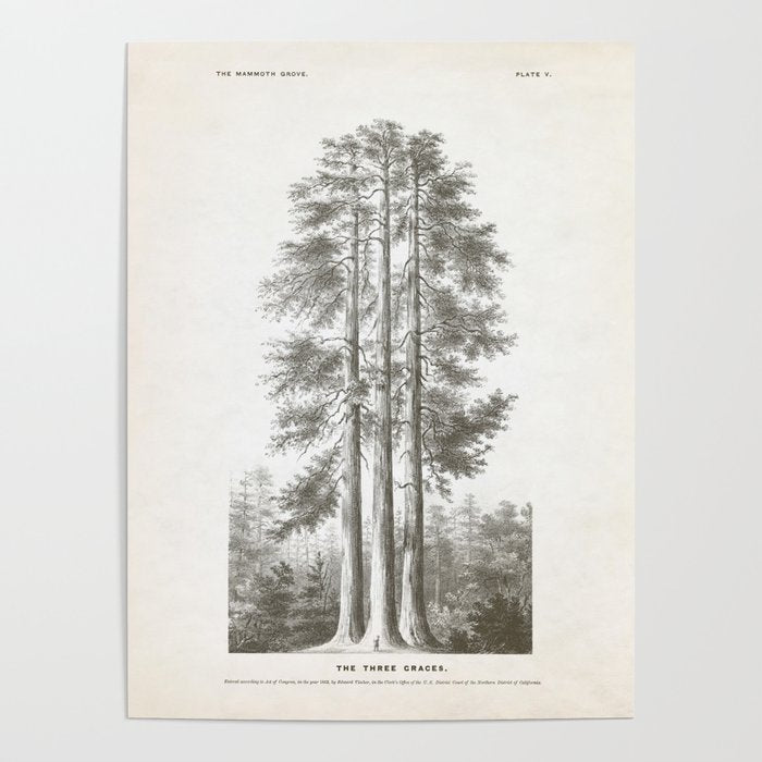 Sequoia Tree Illustration - The Three Graces at Mariposa Grove in Yosemite National Park Poster Gallery Image 2