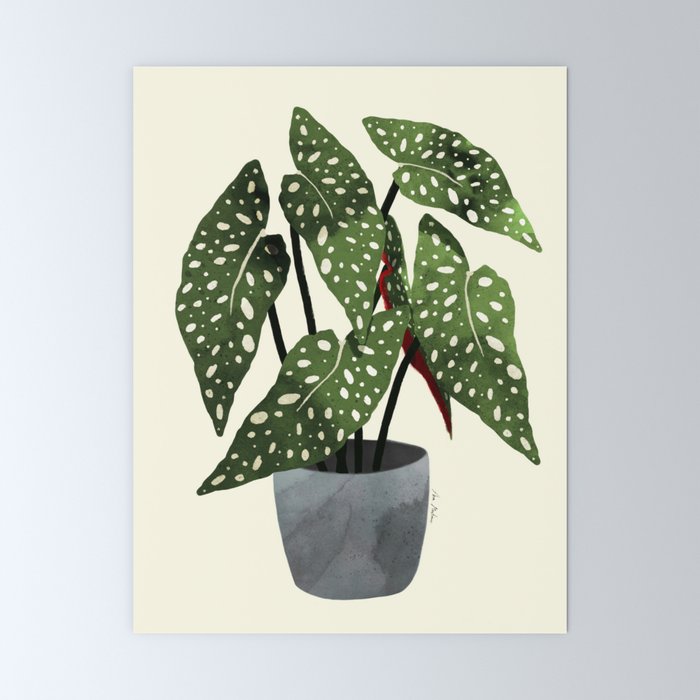 begonia maculata interior plant Mini Art Print Gallery Image 6