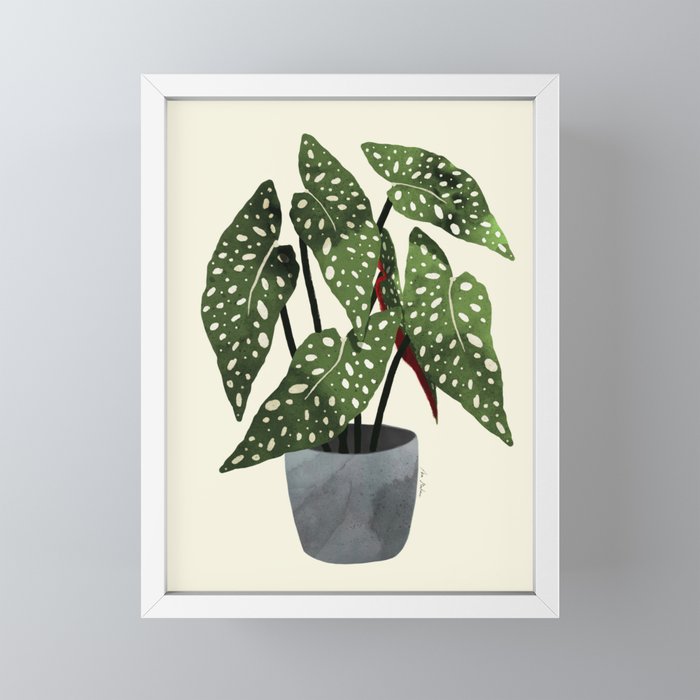 begonia maculata interior plant Mini Art Print Gallery Image 4