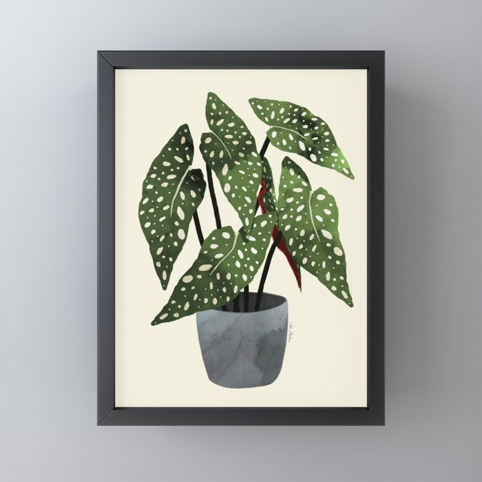 begonia maculata interior plant Mini Art Print Gallery Image 3