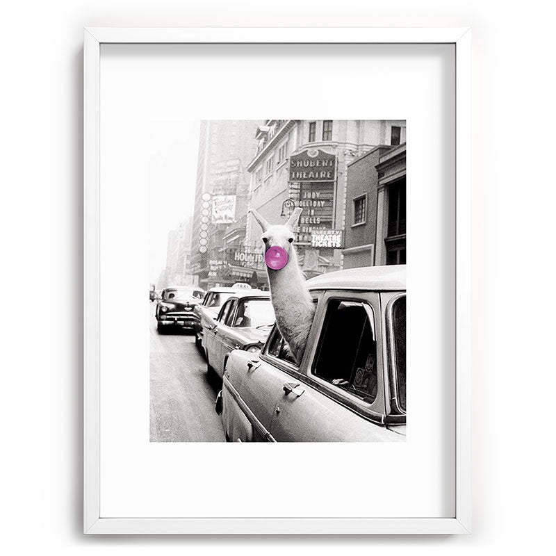 Perfect Pink Bubble Gum Llama taking a New York Taxi black and white photograph Framed Art Print Gallery Image 108