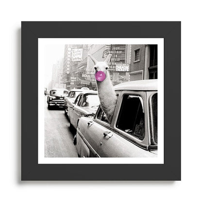 Perfect Pink Bubble Gum Llama taking a New York Taxi black and white photograph Framed Art Print Gallery Image 46