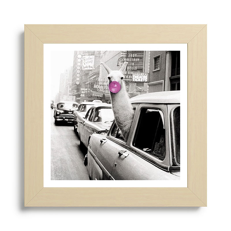 Perfect Pink Bubble Gum Llama taking a New York Taxi black and white photograph Framed Art Print Gallery Image 68