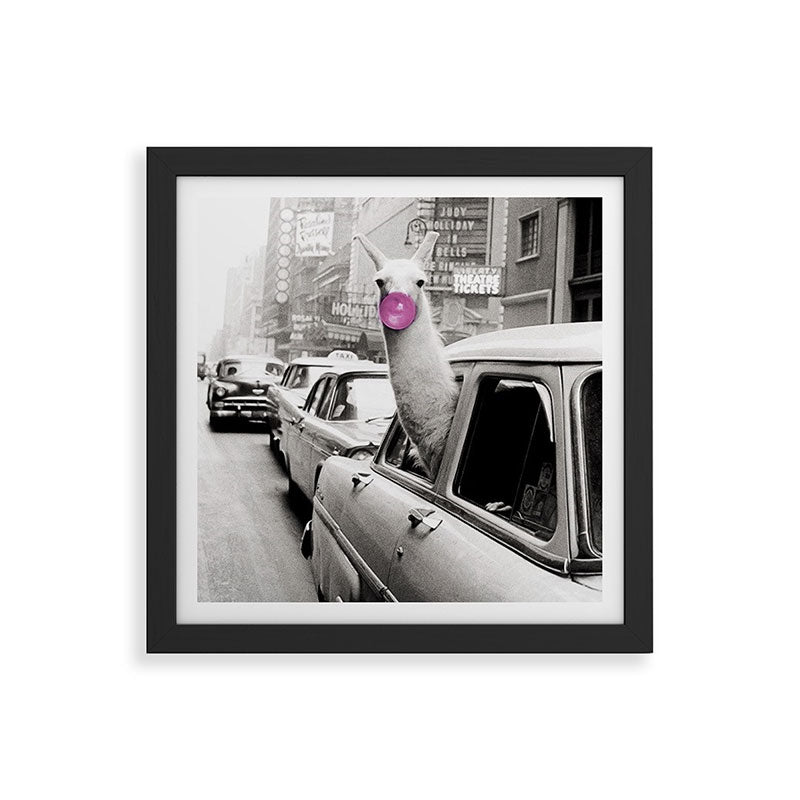 Perfect Pink Bubble Gum Llama taking a New York Taxi black and white photograph Framed Art Print Gallery Image 50