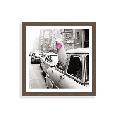 Perfect Pink Bubble Gum Llama taking a New York Taxi black and white photograph Framed Art Print Gallery Image 60