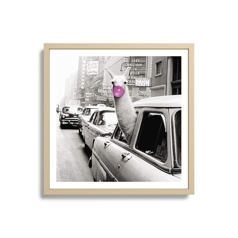 Perfect Pink Bubble Gum Llama taking a New York Taxi black and white photograph Framed Art Print Gallery Image 27