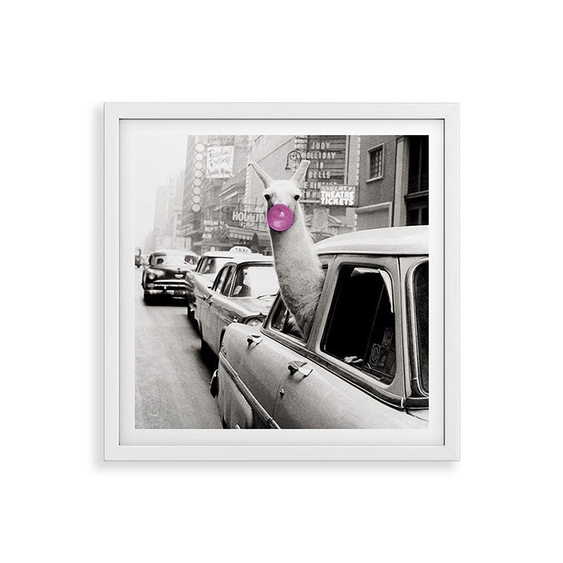 Perfect Pink Bubble Gum Llama taking a New York Taxi black and white photograph Framed Art Print Gallery Image 38