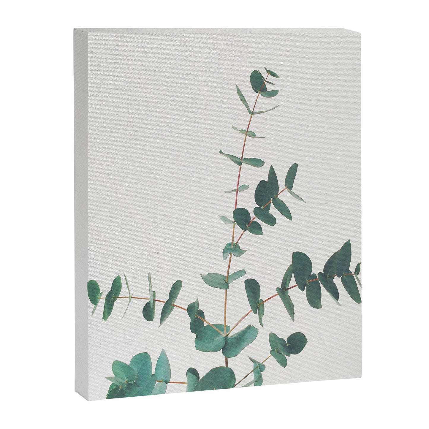 Eucalyptus Canvas Print Gallery Image 4