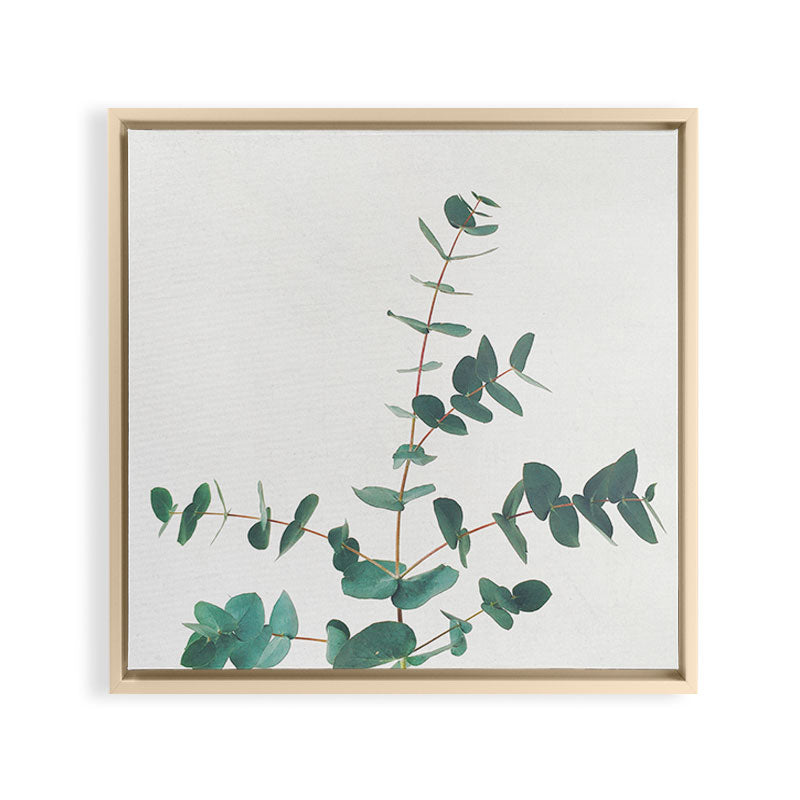 Eucalyptus Framed Canvas Print Gallery Image 27