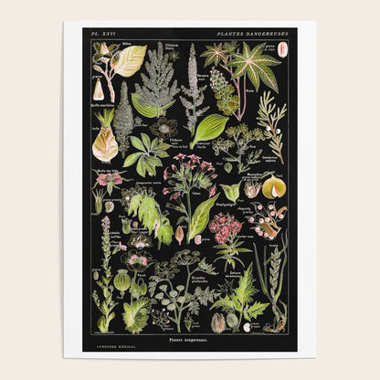Adolphe Millot - Plantes dangereuses A (dangerous plants A) Poster Gallery Image 3