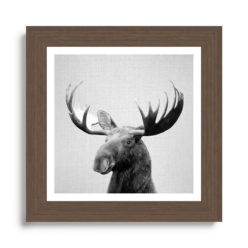 Moose - Black & White Framed Art Print Gallery Image 57