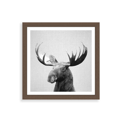 Moose - Black & White Framed Art Print Gallery Image 60