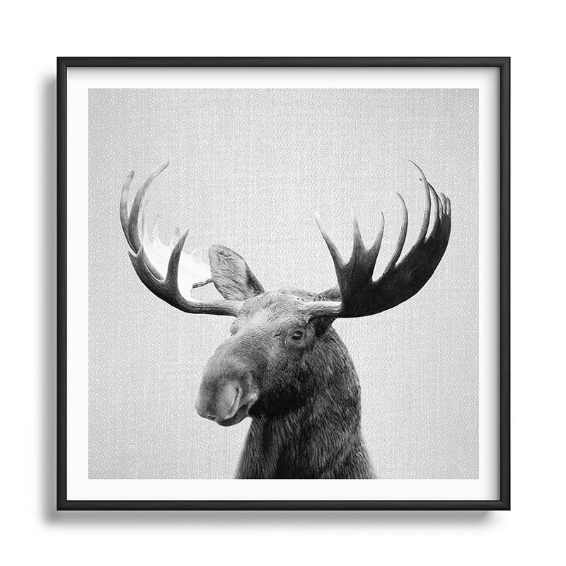 Moose - Black & White Framed Art Print Gallery Image 122