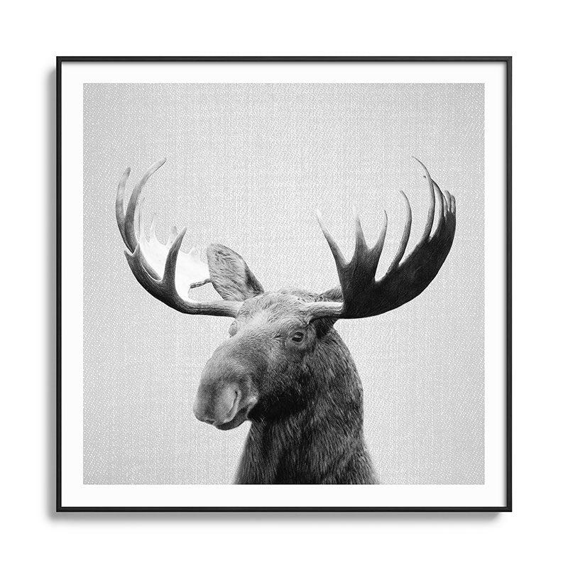 Moose - Black & White Framed Art Print Gallery Image 126
