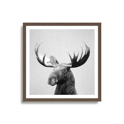Moose - Black & White Framed Art Print Gallery Image 17