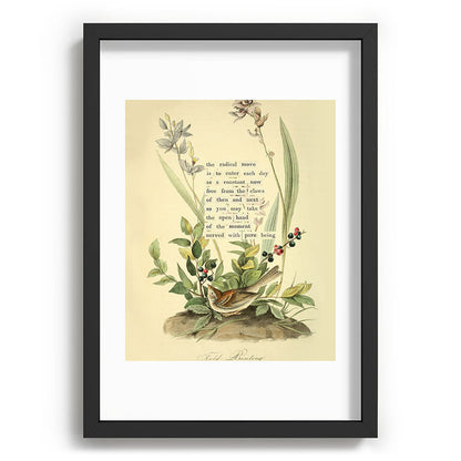Bird Divinations: Field Bunting (about: almanacofbirds.org) Framed Art Print Gallery Image 59