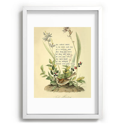 Bird Divinations: Field Bunting (about: almanacofbirds.org) Framed Art Print Gallery Image 77