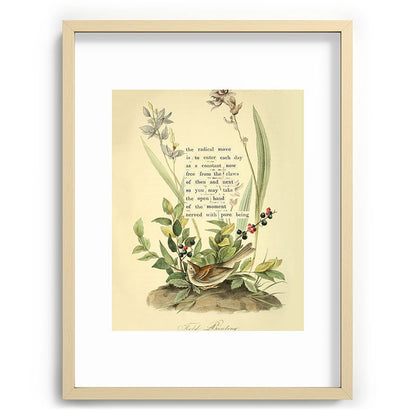 Bird Divinations: Field Bunting (about: almanacofbirds.org) Framed Art Print Gallery Image 72