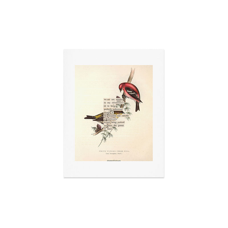 Bird Divinations: White-Winged Cross Bill (about: almanacofbirds.org) Art Print Gallery Image 3