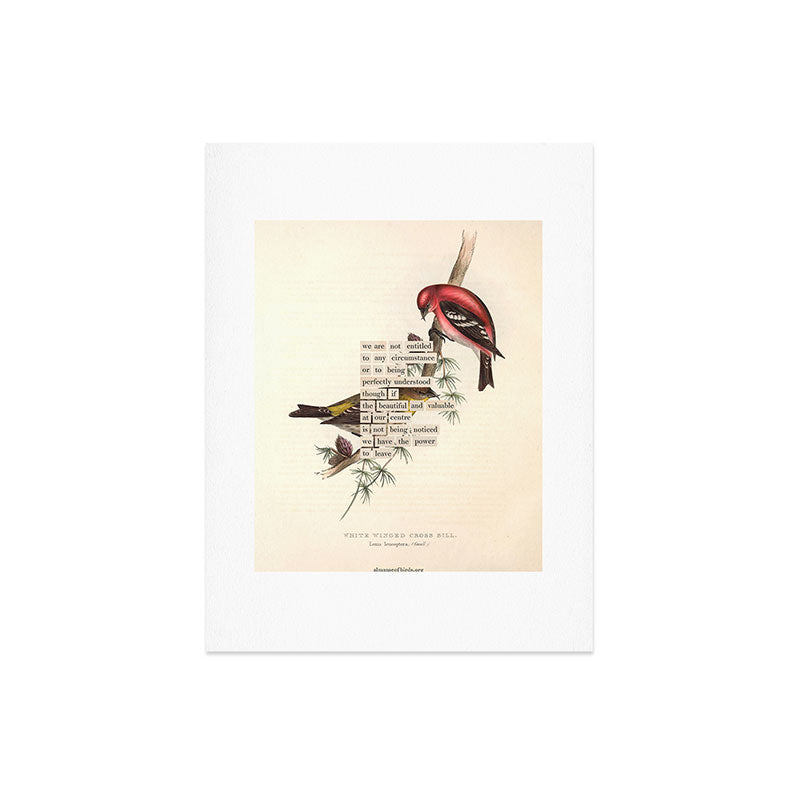Bird Divinations: White-Winged Cross Bill (about: almanacofbirds.org) Art Print Gallery Image 6