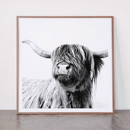HIGHLAND CATTLE FRIDA Framed Art Print Gallery Image 21